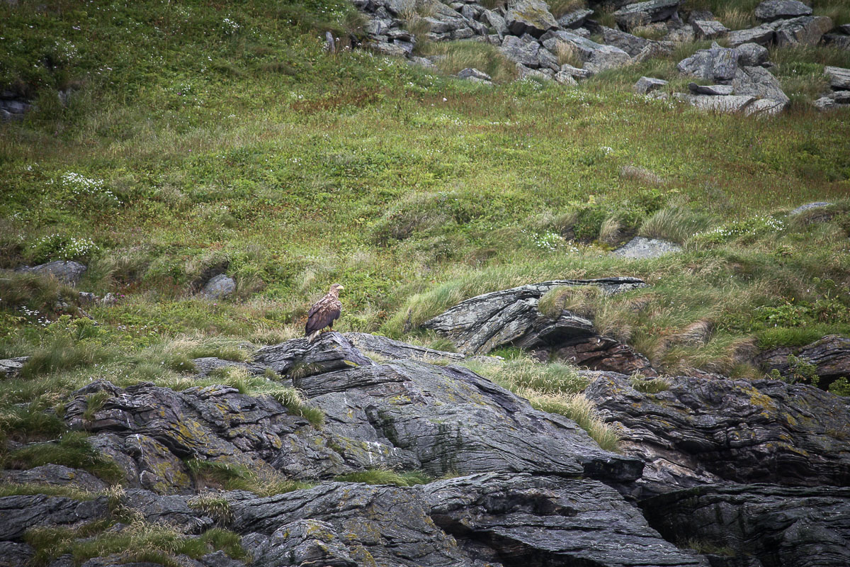 The white-tailed eagle having a post-lunch rest. Two puffins a day keep the doctor away © Katelin Pell