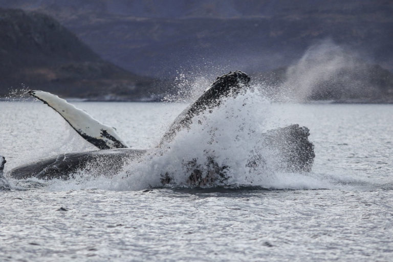 Knølhvalen tar springfart nede i dypet og svelger 1500 sild i et jafs. Og lander tungt i vannflata. Velbekomme! © Francisco Damm/Green Gold of Norway