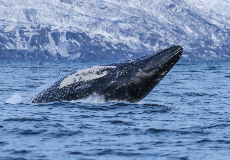 Humpback out hunting © Francisco Damm/Green Gold of Norway