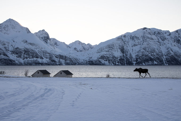 Elg og alper © Visit Lyngenfjord 