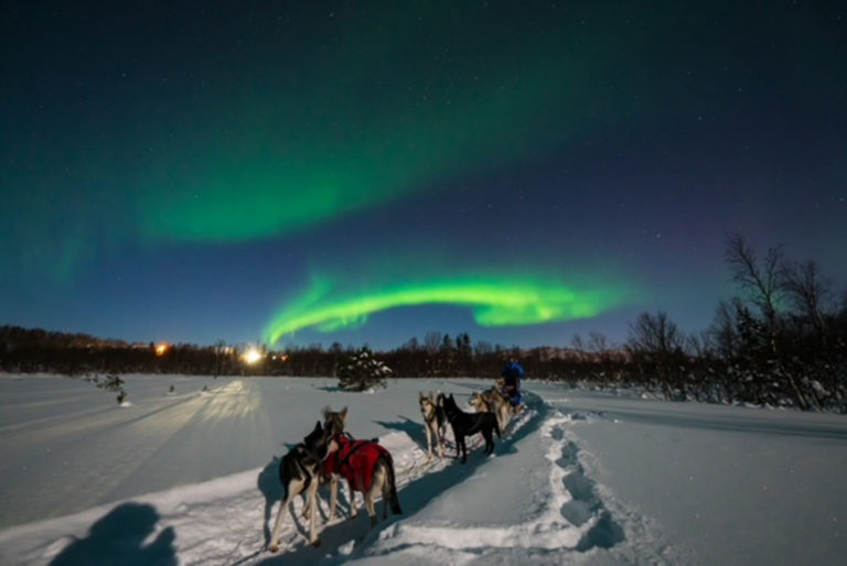 Hundekjøring under nordlyset i Dyrøy © Arctic Guide & Visit