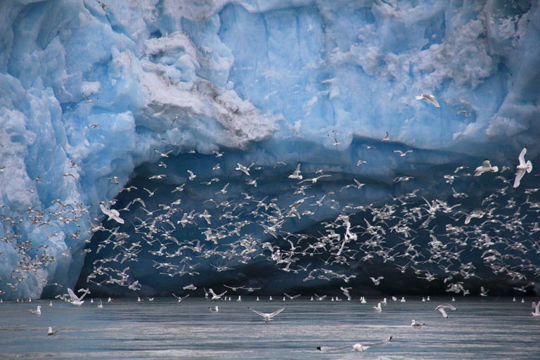 Fuglene er tilbake på Svalbard, noen har fløyet helt fra Antarktis © Marcela Cardenas