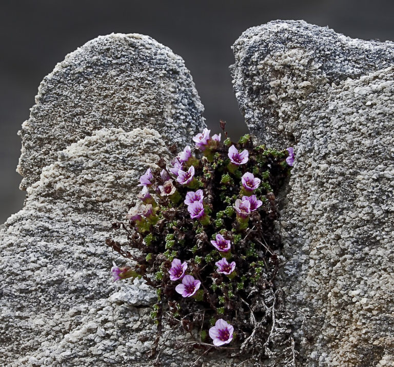 The purple saxifrage, the county flower of Nordland © Petter Kjærnes