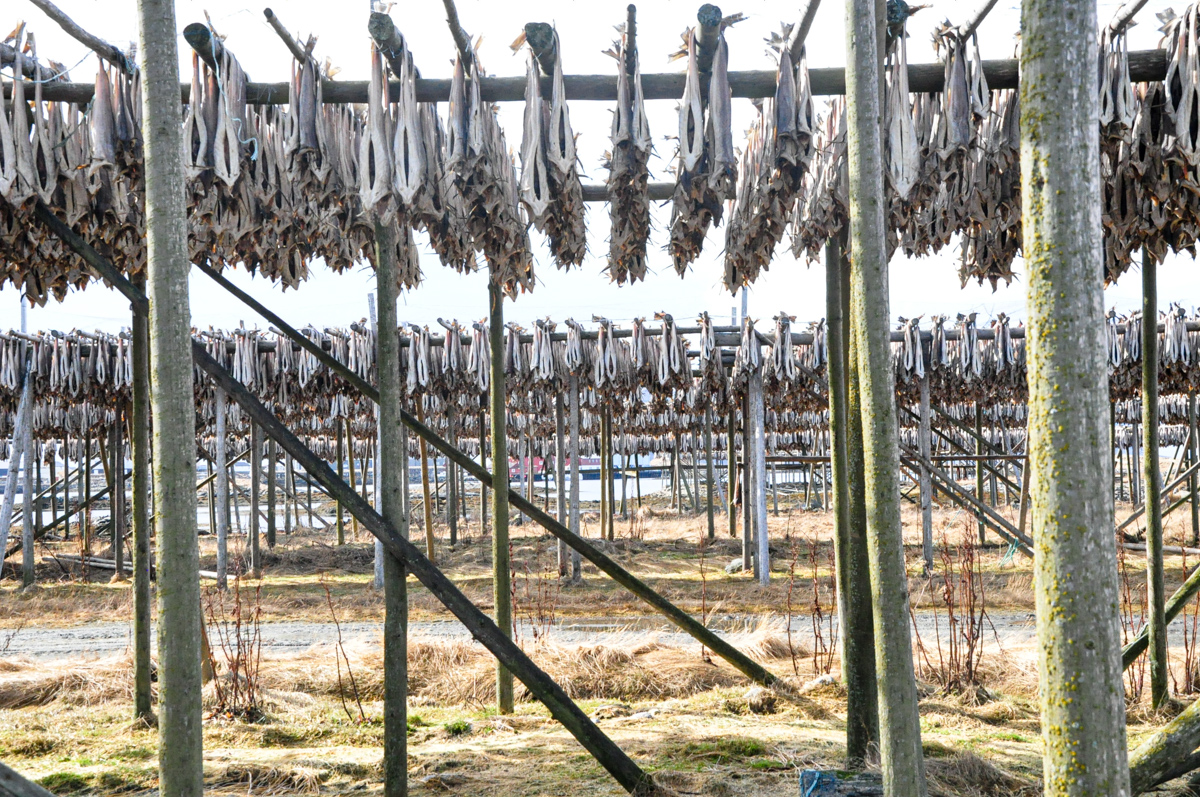 Cod on fishracks on the island of Røst in April. The smell is rich and sweet, not unpleasant at all © Knut Hansvold