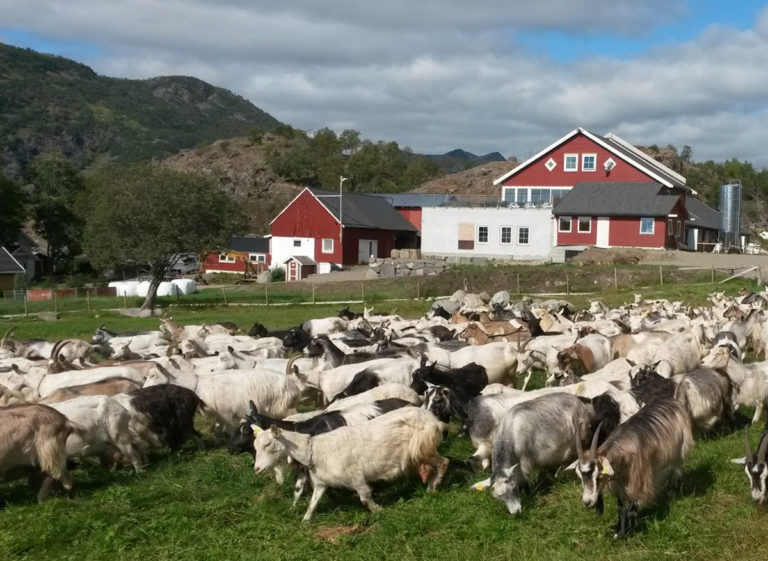 Goats grazing in Lødingen Vestbygd, the furthest south in Vesterålen © Den sorte gryte
