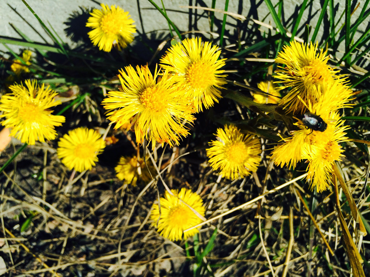 Coltsfoot blossoming in April With a flie that survived winter © Knut Hansvold