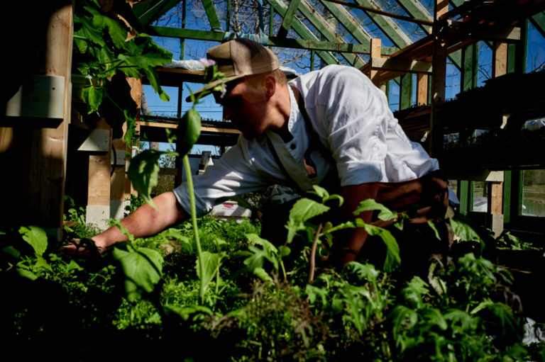 The chefs look after the veg garden at Kvitnes. Photo: Eivind H. Natvig / Institute