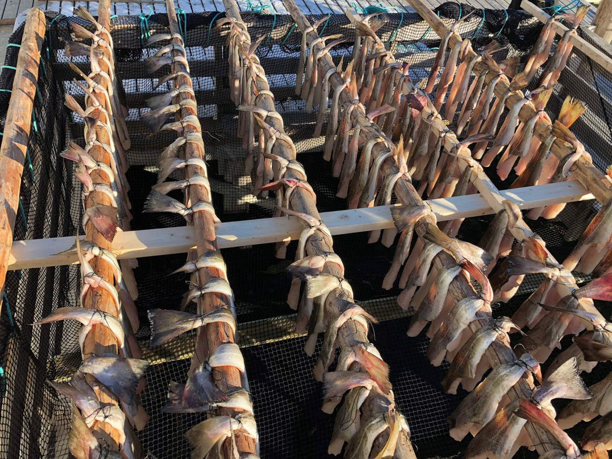 Boknafesk drying at Skipnes. The cod is hanged on the fish racks for a few weeks, with the nets protecting against seagull attacks. Then the fish is carried across the dock. You can't get more locally sourced food than that? © Torgrim Rørtveit
