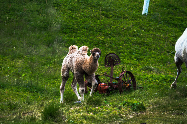 Bactrian camels in Akkarfjord © Katelin Pell