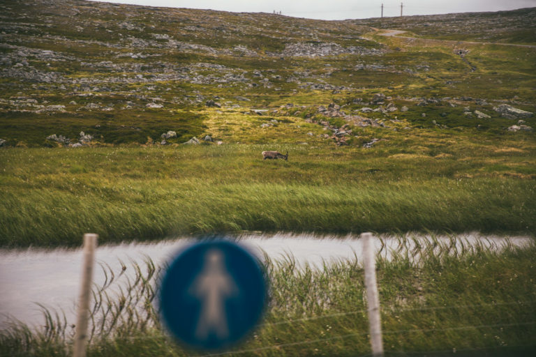 Rein på beite sett fra bussvinduet © Sunniva Tønsberg Gaski/Troms og Finnmark Fylkeskommune
