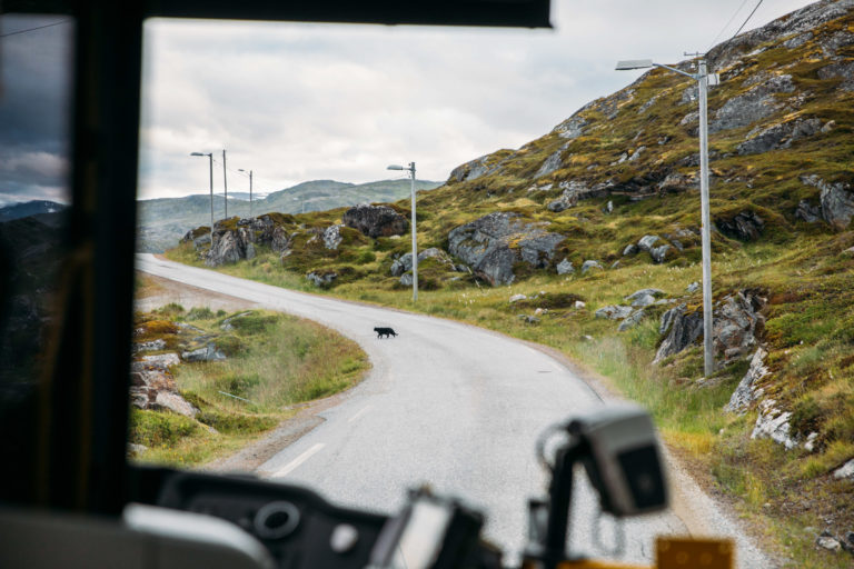 Black cat crossing the road? © Sunniva Tønsberg Gaski/Troms og Finnmark Fylkeskommune