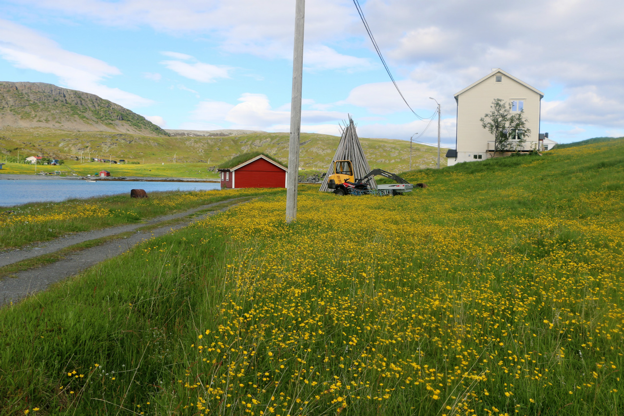 Smørblomster og forsommerstemning i Langfjordnes ved Tanafjorden © www.langfjordnes2.com 