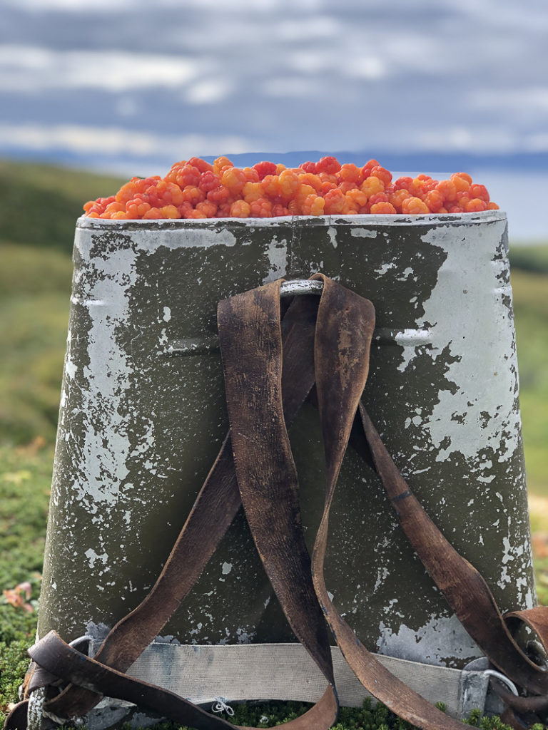 A bucketfull of cloudberries © Tamsøya