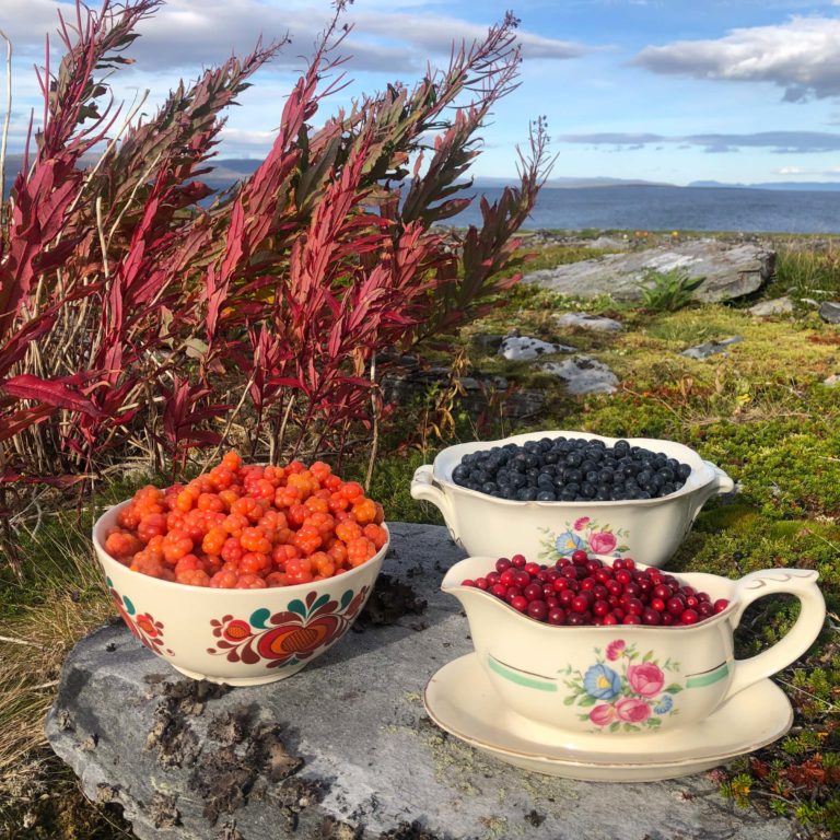 Avblomstrede geitramsplanter og høstens grøde; de siste moltene, blåbæra og tyttebæra © Tamsøya 