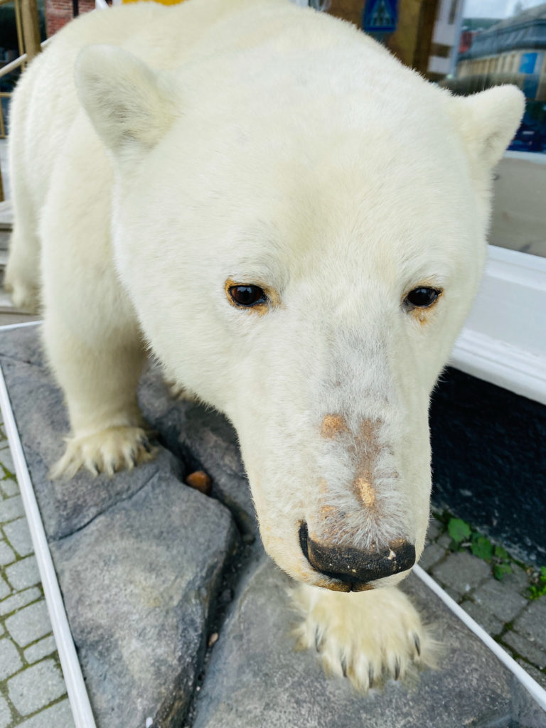 The polar bear is a bit shabby, but gets to be outside when the weather is good © Knut Hansvold