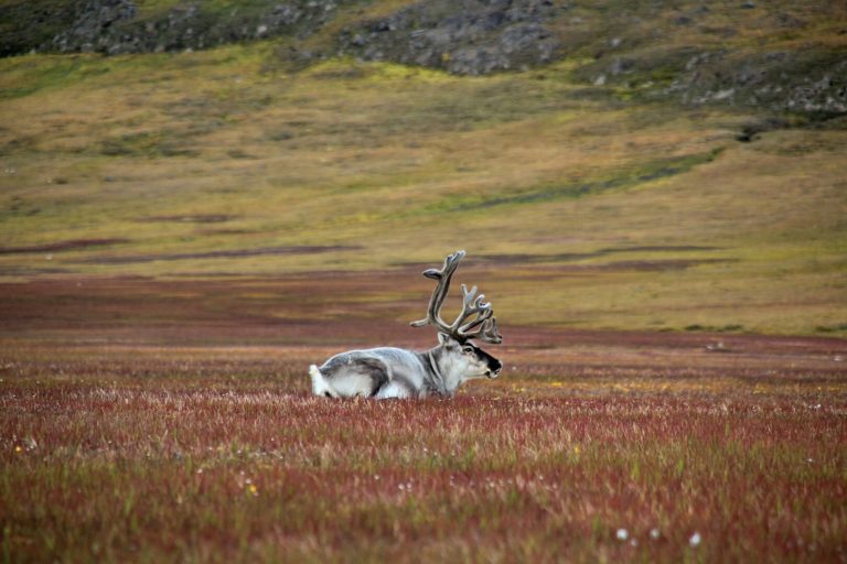 Reindeer are often spotted at Svalbard © Marcela Cardenas