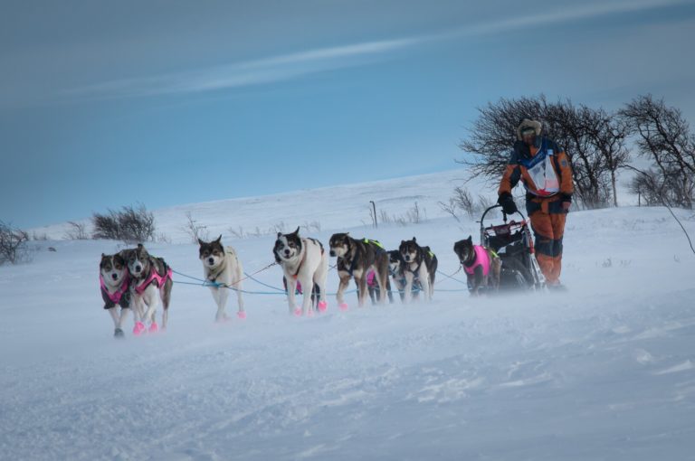 Dog race © Geir Stian Larsen