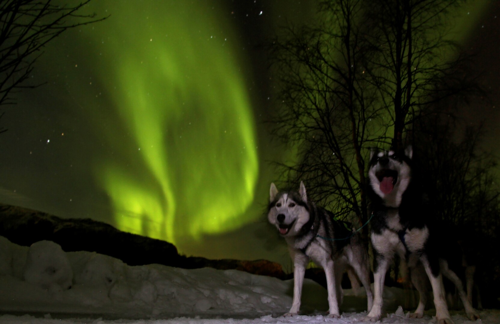 Dogs in the Northern Lights © Trond Anton Andersen
