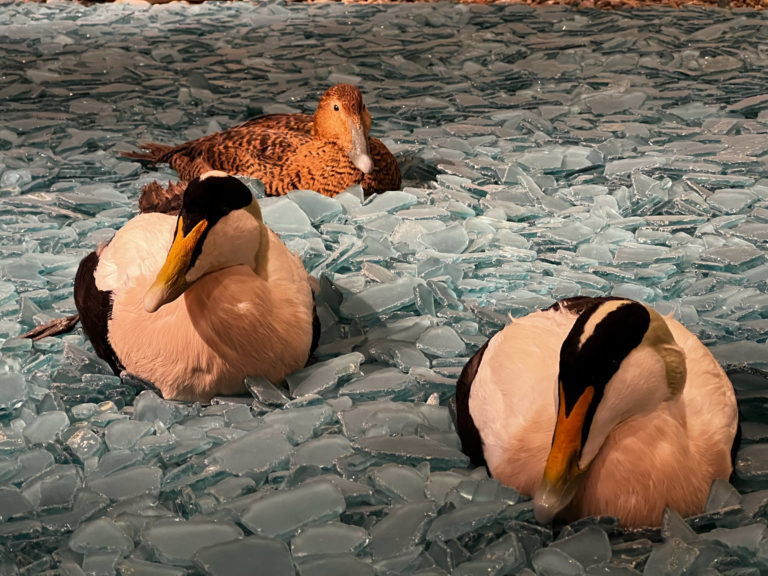 Colourful eider males and better camouflaged females; the Svalbard eider duck belongs to the high arctic variety © Hege Anita Eilertsen/ Svalbard museum