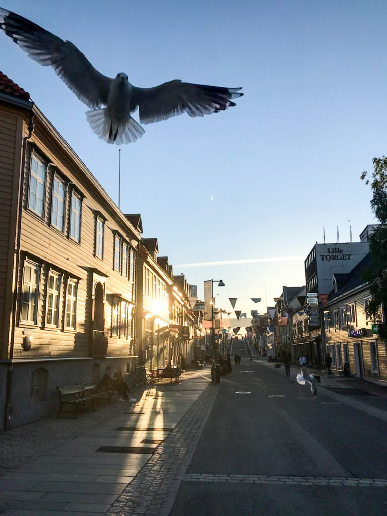 Nope, little seagull. There is a camera in my hand, not a hot dog. 2am at midsummer © Knut Hansvold