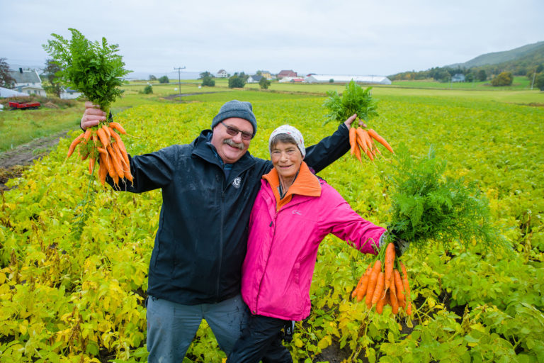 A wet day of September, it's time to harvest the carrots in Kvæfjord © Lars Åke Andersen