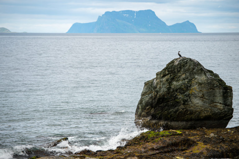 En skarv ytterst på spissen. Nord-Fugløya ute i det fjerne  © Lars Åke Andersen