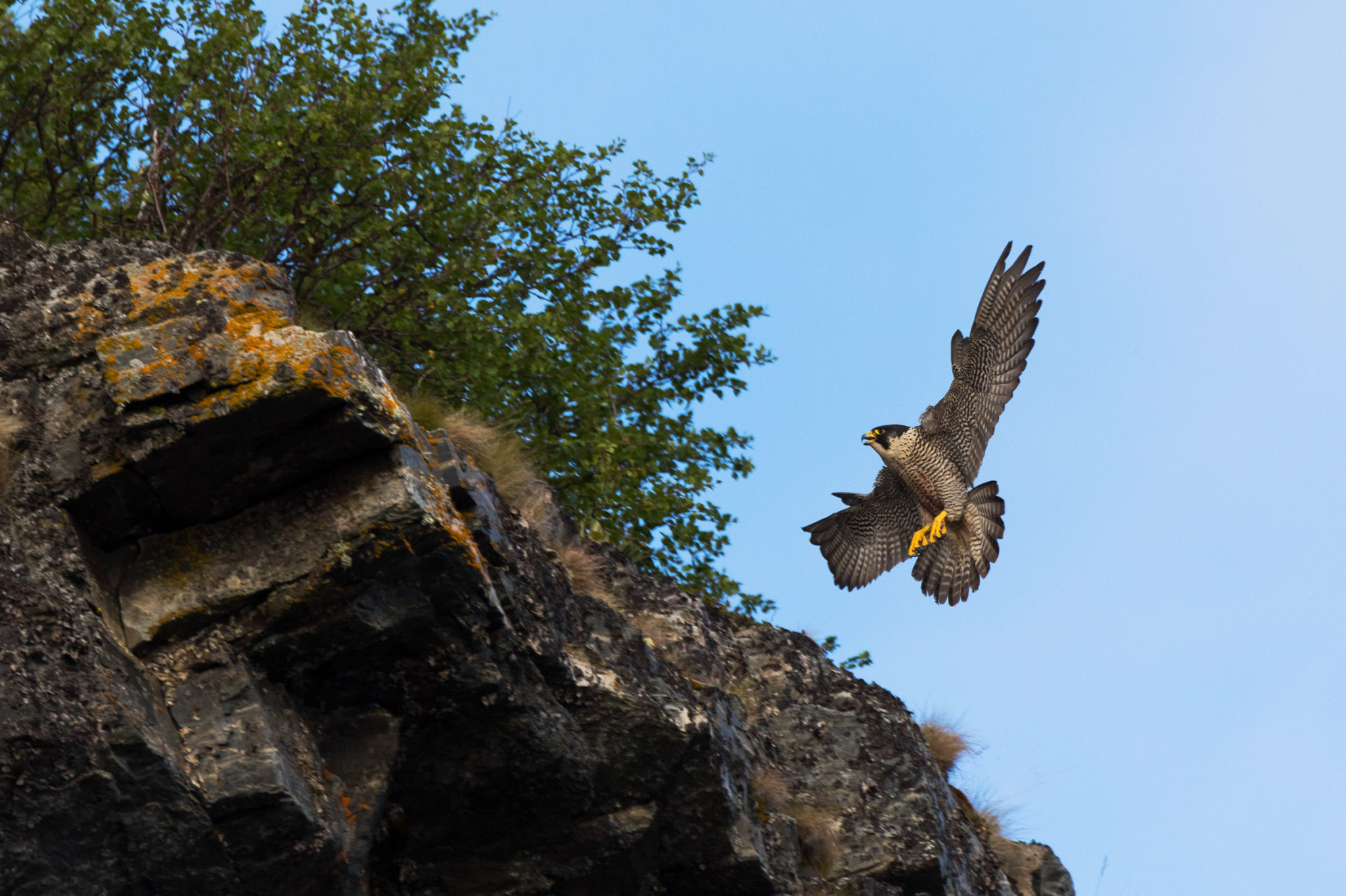 Peregrine falcon at Alta Canyon © Magnus Askeland