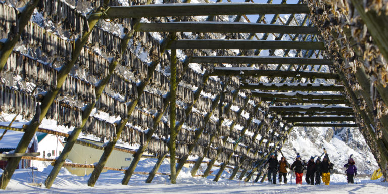 Stockfish hanging over the free ski riders. Photo: Espen Mortensen / nordnorge.com