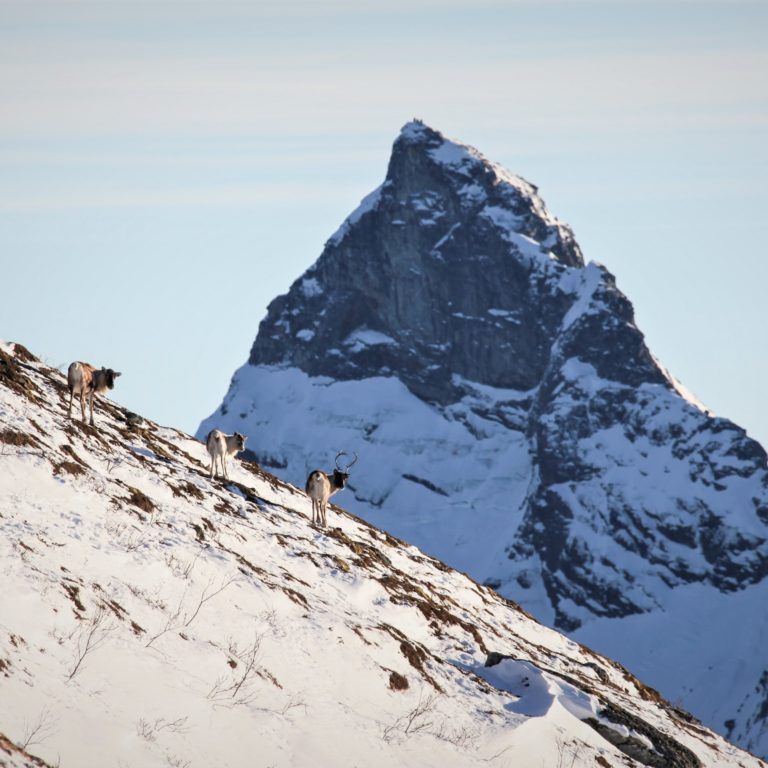 Reindeer and the mountain Trolltind at Kjerringøy, Bodø. Photo: Roger Johansen / nordnorge.com