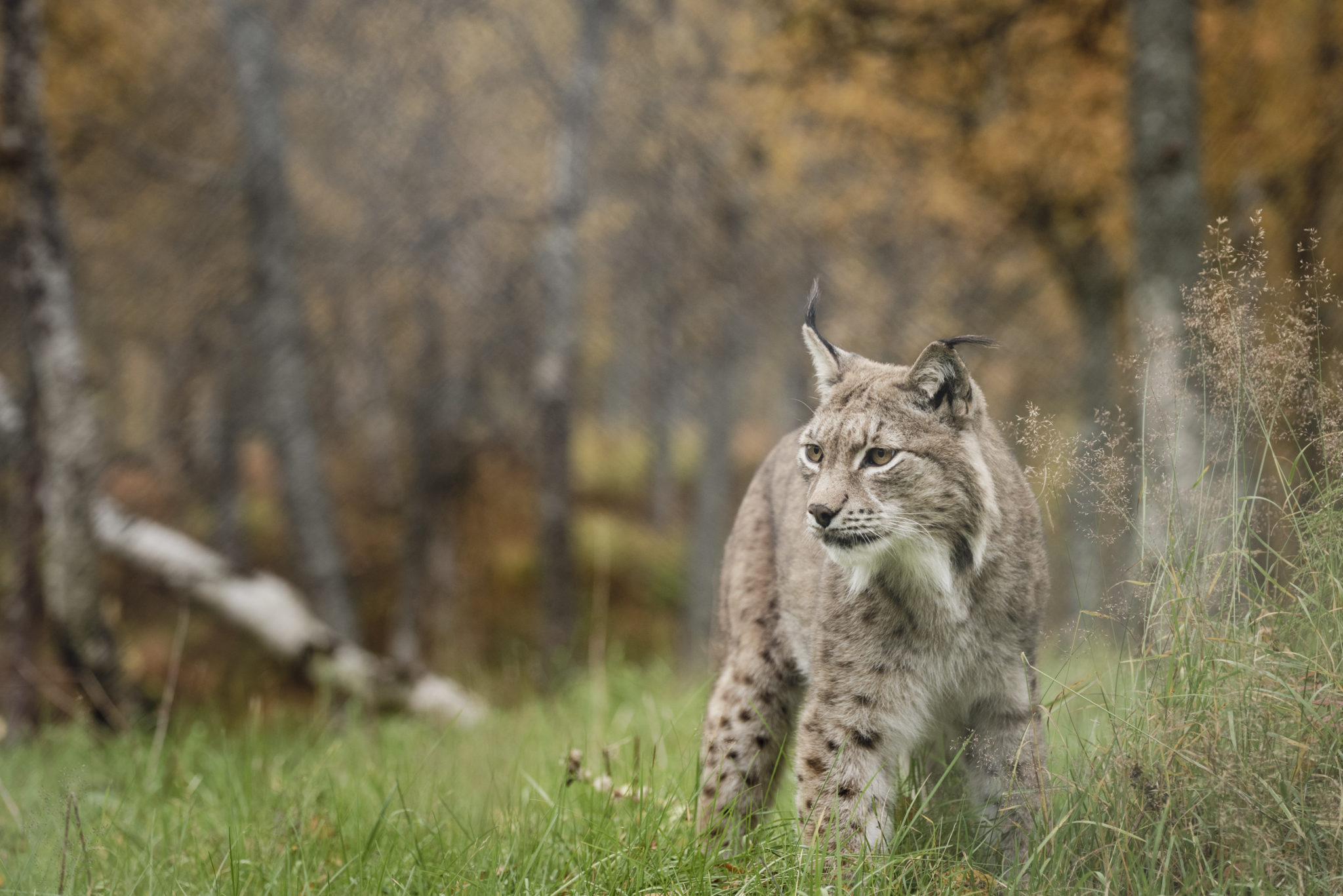 A lynx in Polar Park, the world's northernmost zoo…or safari park. © Marie Nystad