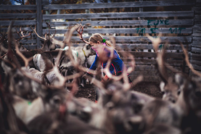 Sorting the reindeer is hard work, involving the whole family © Petr Pavlíček / Visit Lyngenfjord