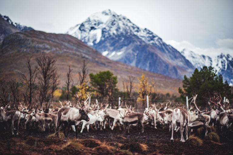 Gathering the reindeer before the autumn migration © Petr Pavlíček / Visit Lyngenfjord