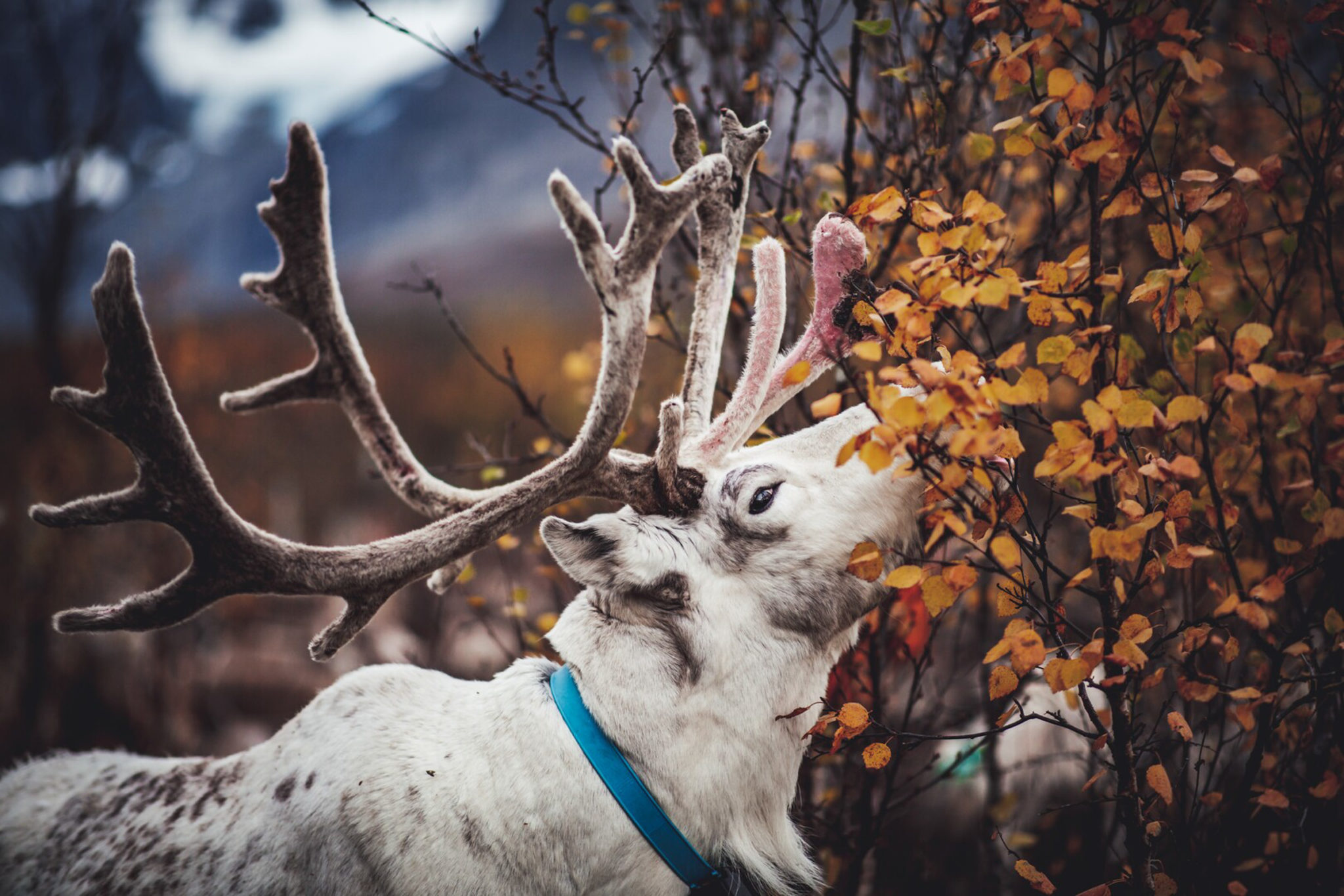 Reindeer buck and autumn leaves © Petr Pavlíček / Visit Lyngenfjord