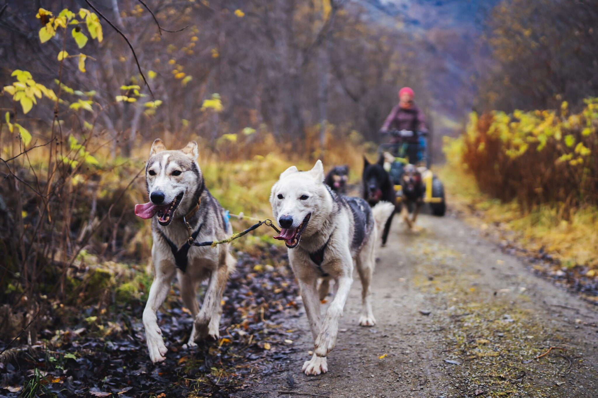 Alaska huskies and fit and strong © Petr Pavlíček / Visit Lyngenfjord