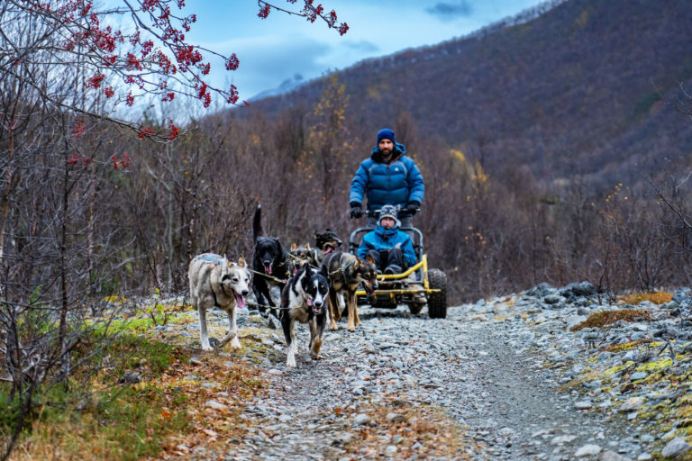 The dogs love dog sledding even more than you do © Petr Pavlíček / Visit Lyngenfjord