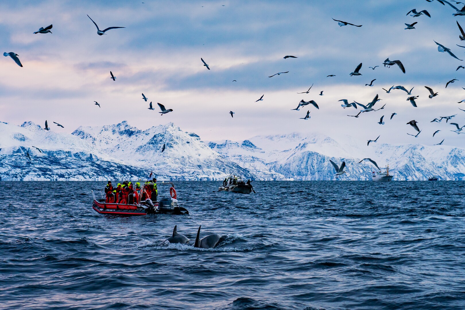 Herring in the fjord makes both orcas and seagulls come © Petr Pavlíček / Visit Lyngenfjord