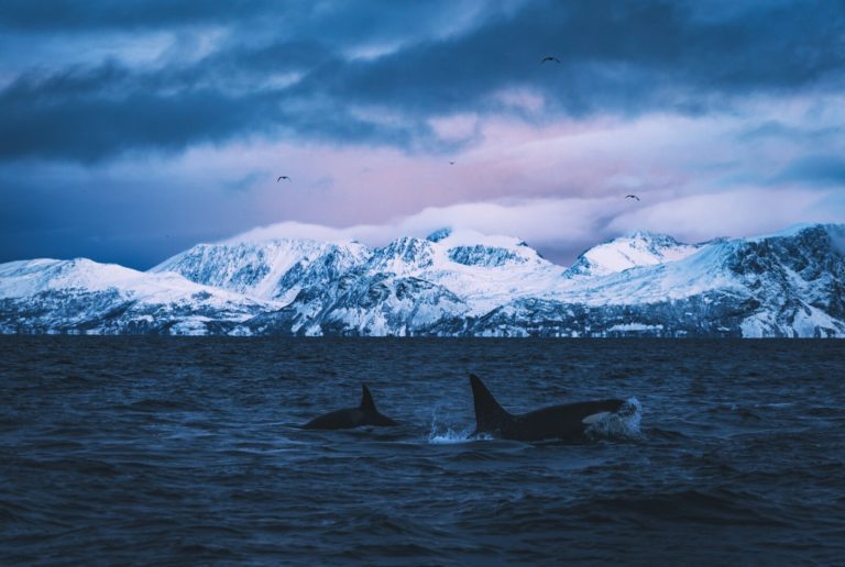 Over the last few years, the orcas have paid a visit to the northernmost areas of Lyngenfjord from November to early February © Petr Pavlíček / Visit Lyngenfjord
