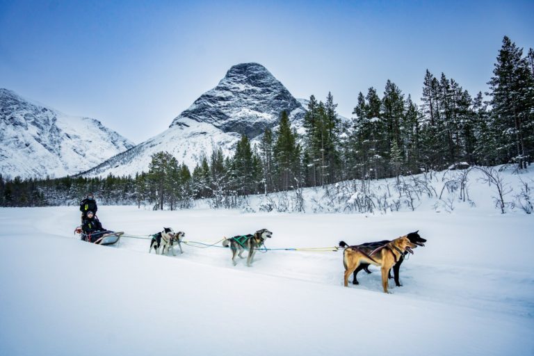 Dogsledding in the forest © Petr Pavlíček / Visit Lyngenfjord
