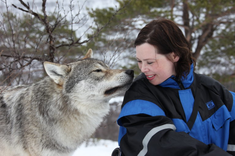 Kissing the wolf at Polar Park, Bardu. Photo: Roger Johansen / nordnorge.com