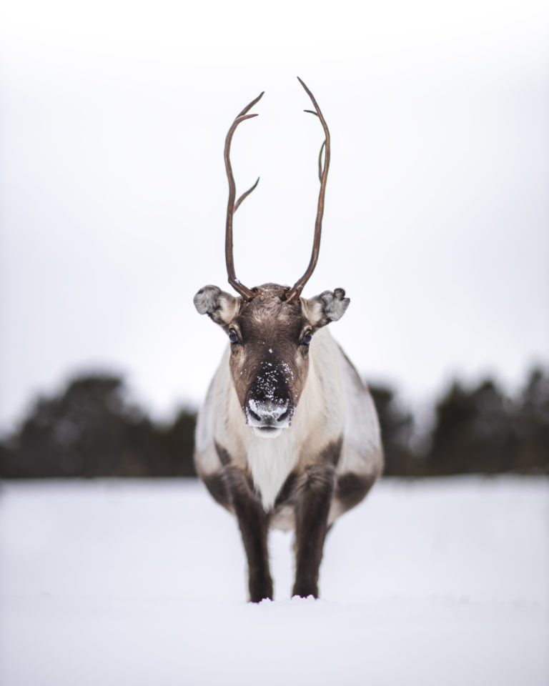 Reindeer on Senja's southern side © Truls Aasnes