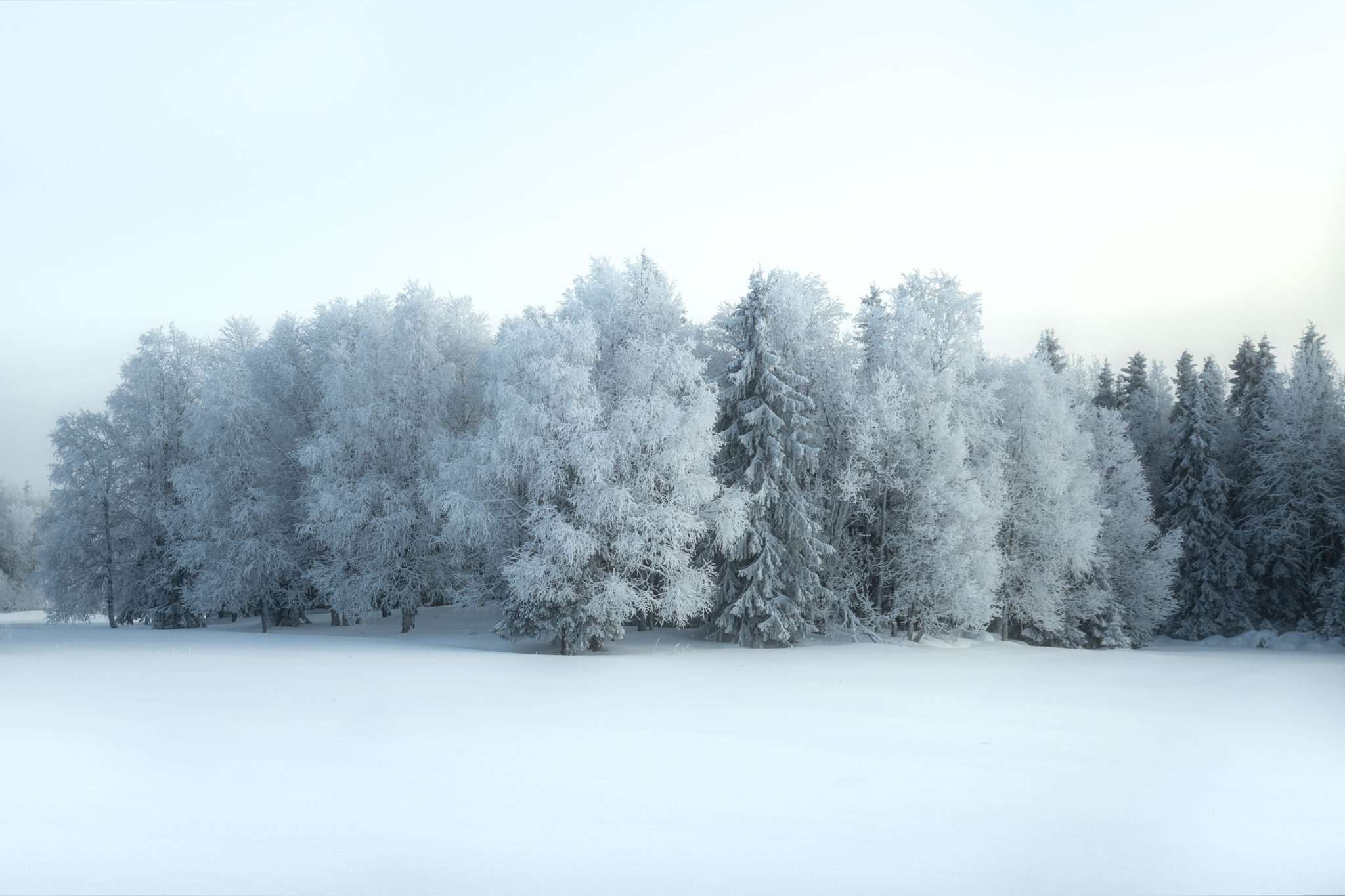 Frost and snow in Senja's forested inland © Truls Aasnes