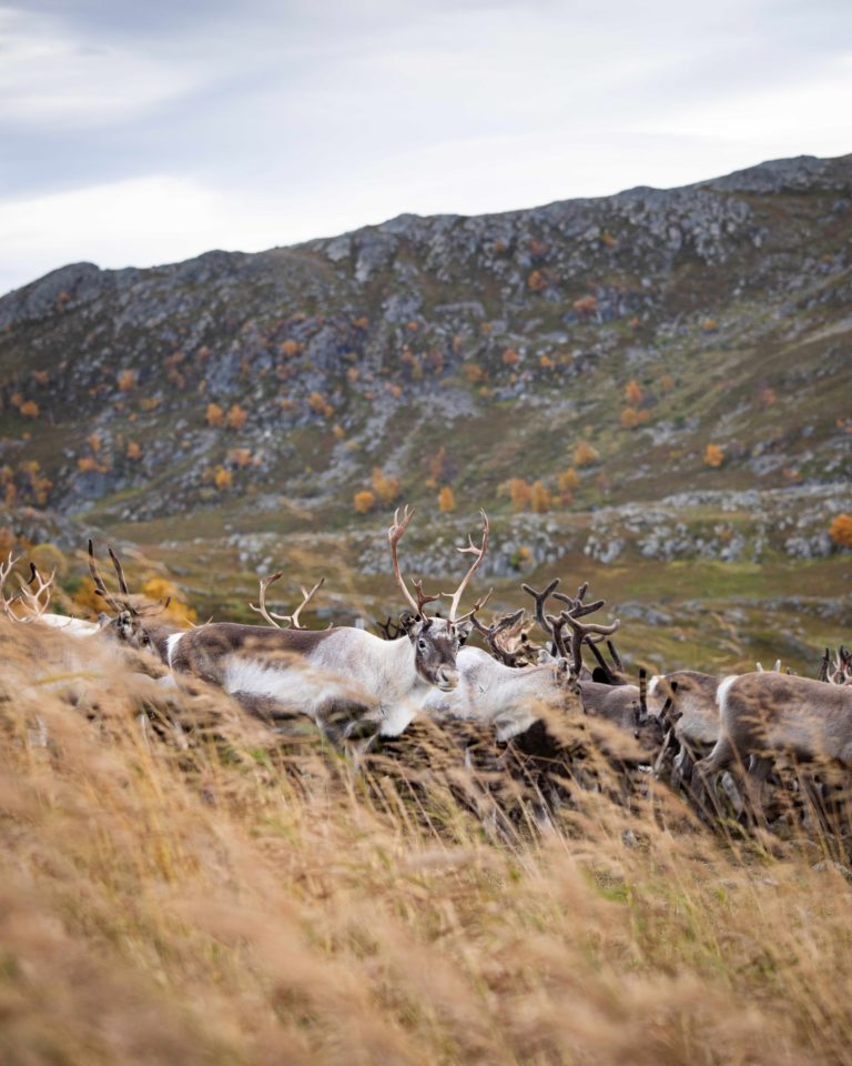 Reindeer herding is an important sami tradition and way of life. Photo: Finnmark Rein