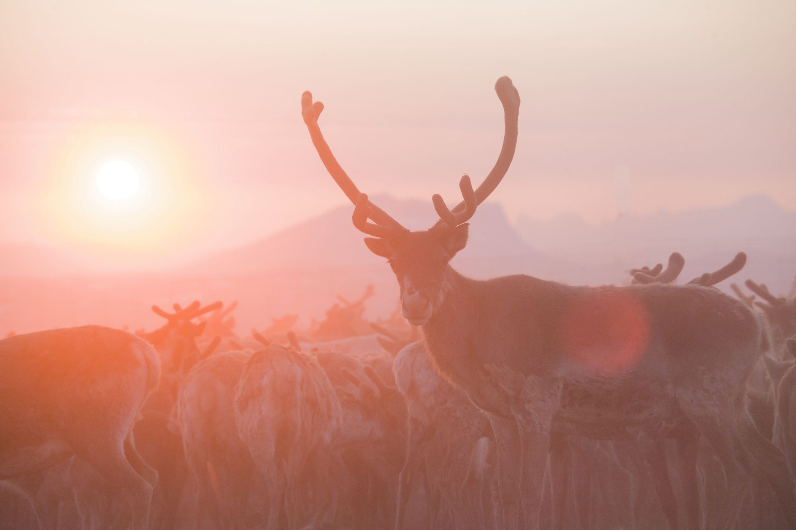 Saltfjell S mi Adventure AS Nord Norge Deutsch Saltfjell S mi Adventure AS Nord Norge Deutsch