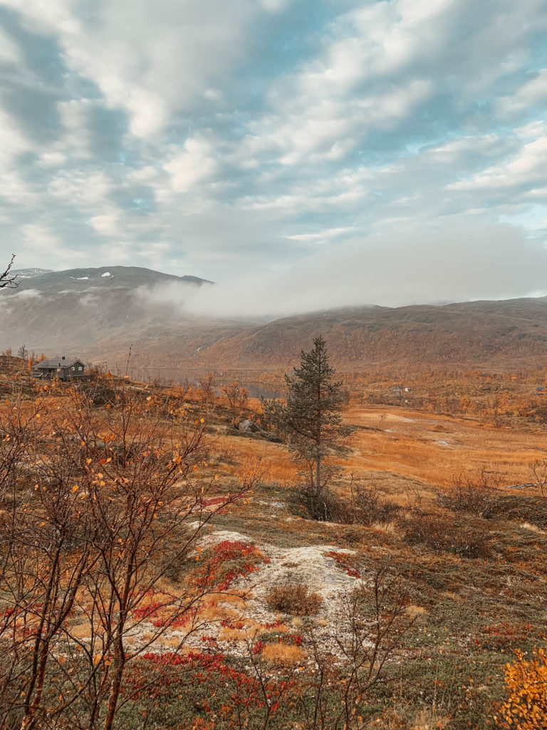 Autumn colours coming to an end in the Senja mountains © Kristin Harila