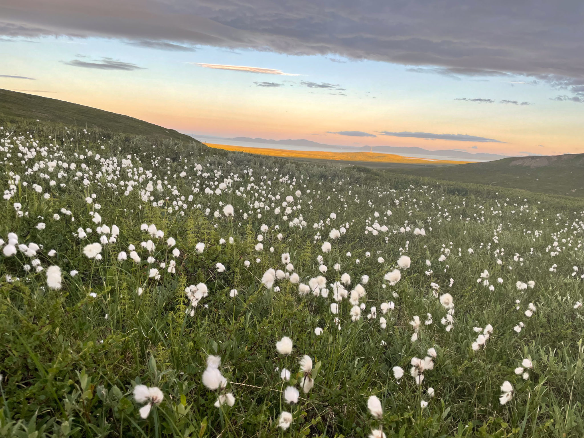 Cotton grass on a summer's night. Russia is a afar on the other side © Kristin Harila