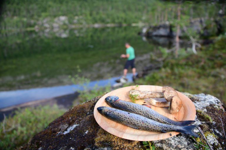 Rago nasjonalpark. Foto: Torild Moland