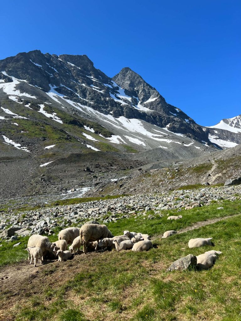 Sheep enjoying summer © William Copeland
