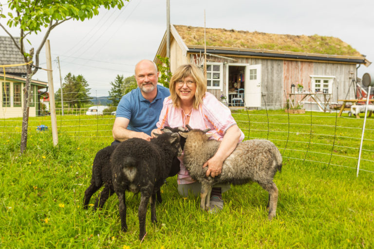 Old Norwegian Sheep at Nordsand gård (farm)