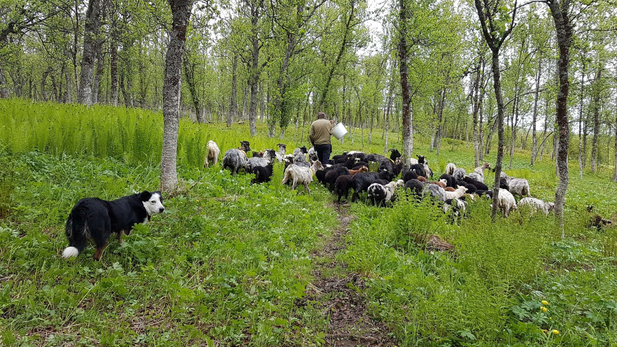 Old Norwegian sheep in the early summer forest around Olaåsen farm © Olaåsen gård