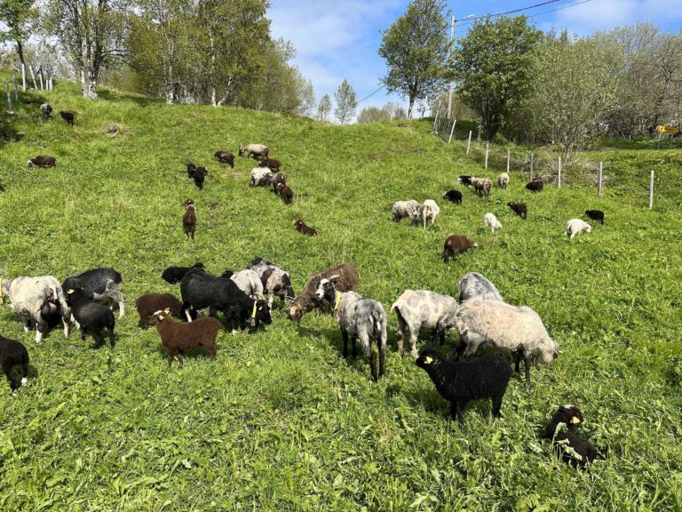 Happy summer days for the sheep at Olaåsen farm © Olaåsen gård